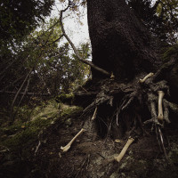 W.A.I.L. / Misantropical Painforest "Dare to Venture Down to Earth..." Split LP (PRE-ORDER)